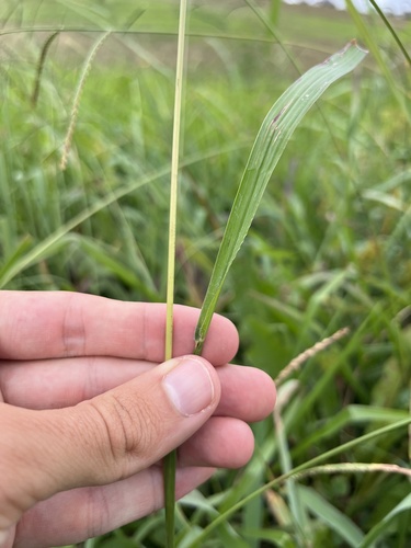 Image of Paspalum laeve by (c) Nathan Aaron, some rights reserved (CC BY)