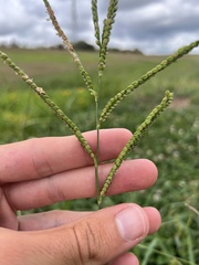 Hairyseed Paspalum (Paspalum pubiflorum)