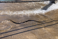 Nerodia sipedon insularum