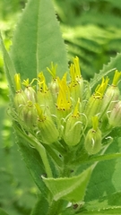 Senecio hercynicus