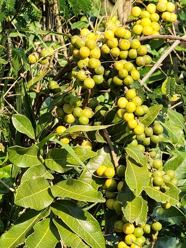 Image of Deinbollia oblongifolia by (c) Jo Roberts, some rights reserved (CC BY)