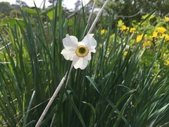 Narcissus poeticus