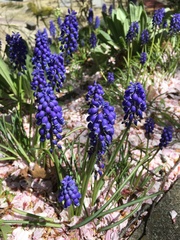 Muscari armeniacum