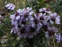 Linochilus phylicoides