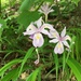 Iris gracilipes - Photo (c) 堀内伸一, μερικά δικαιώματα διατηρούνται (CC BY-NC), uploaded by 堀内伸一