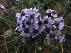 Linochilus phylicoides