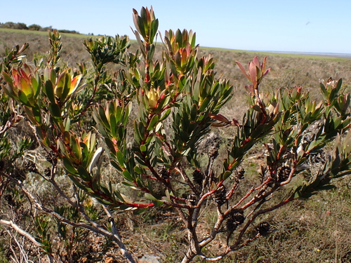 Image of Leucadendron stelligerum by (c) Eugene Hahndiek, some rights reserved (CC BY-SA)