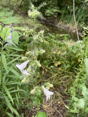 Penstemon digitalis