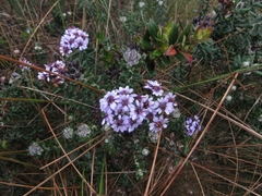 Linochilus phylicoides