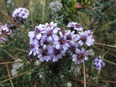 Linochilus phylicoides