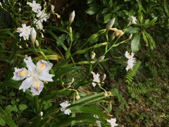 Iris japonica