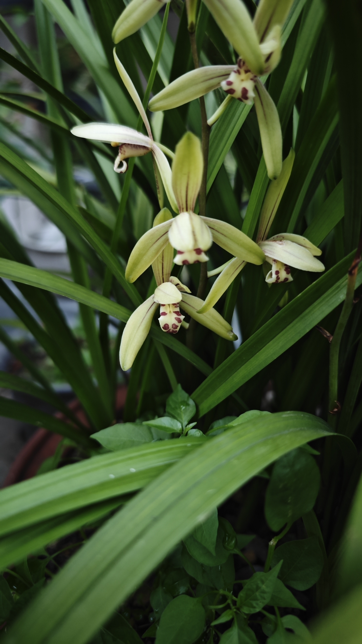 Imagem de Orquídea-bambu