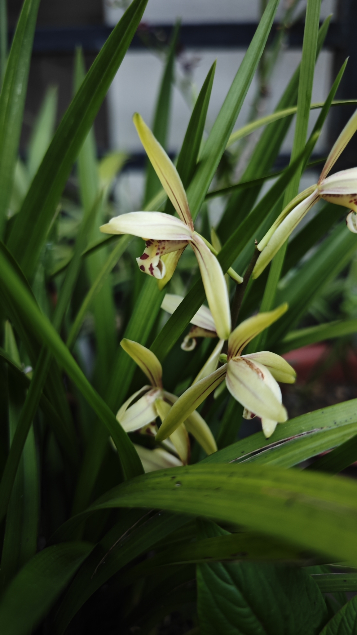 Imagem de Orquídea-bambu