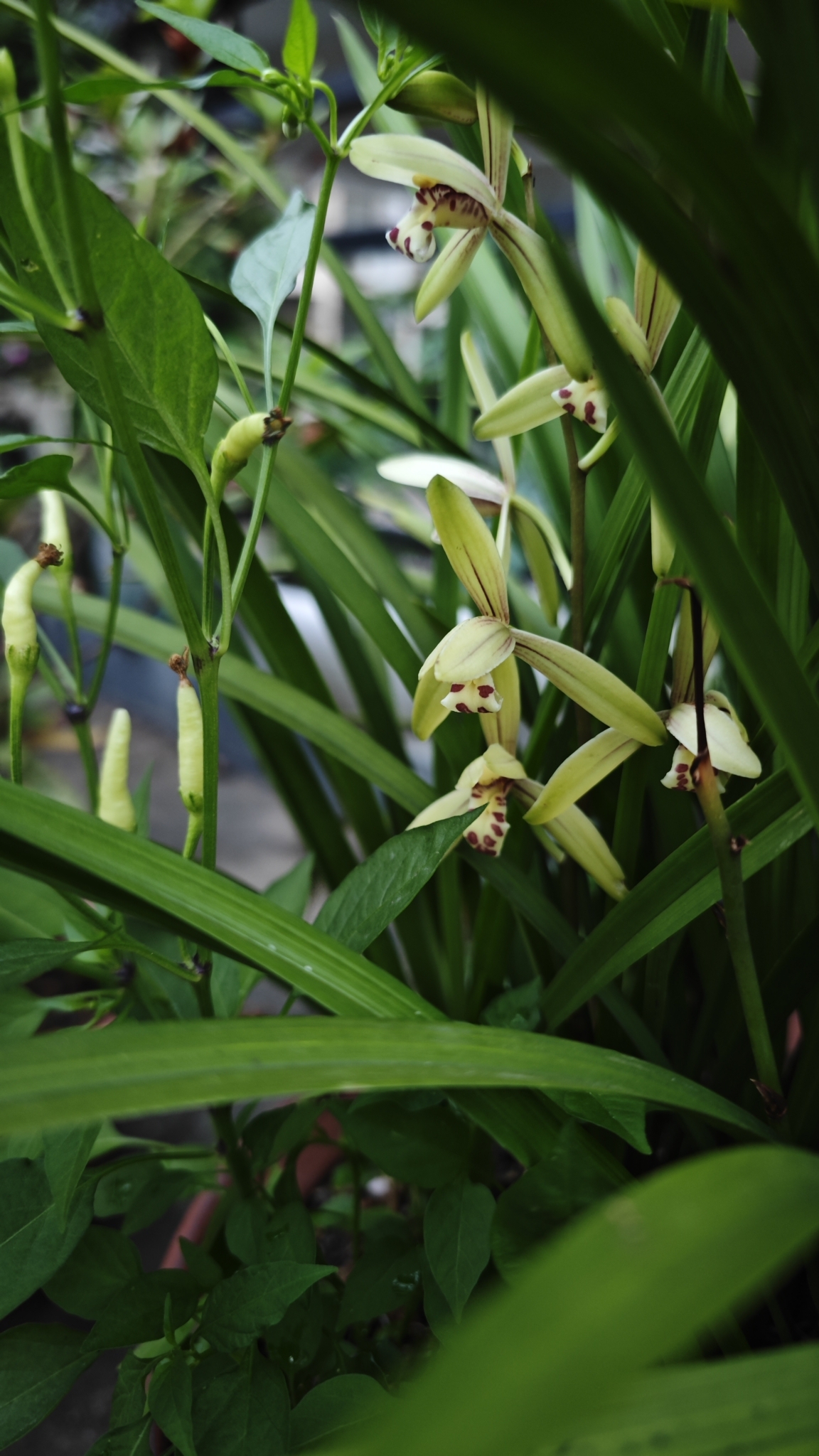 Imagem de Orquídea-bambu