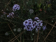 Linochilus phylicoides