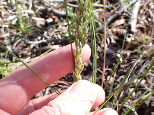 Image of Festuca scabra by (c) Eugene Hahndiek, some rights reserved (CC BY-SA)