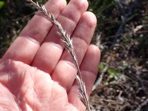 Image of Festuca scabra by (c) Eugene Hahndiek, some rights reserved (CC BY-SA)