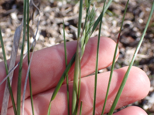 Image of Festuca scabra by (c) Eugene Hahndiek, some rights reserved (CC BY-SA)