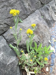 Pseudognaphalium affine