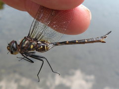 Somatochlora walshii