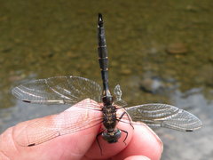 Somatochlora walshii
