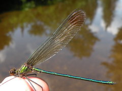 Calopteryx amata