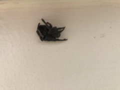 Araneus ventricosus