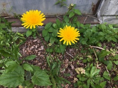 Taraxacum venustum