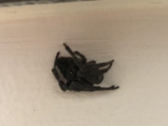 Araneus ventricosus