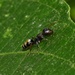 Camponotus leucodiscus - Photo (c) Wilhelm Joshua Tan, some rights reserved (CC BY-ND), uploaded by Wilhelm Joshua Tan