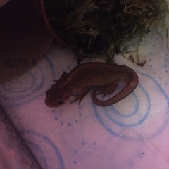 Lissotriton vulgaris