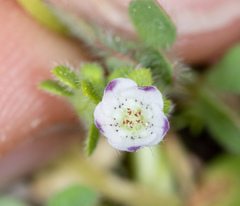 Nemophila parviflora