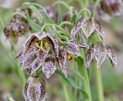 Fritillaria purdyi