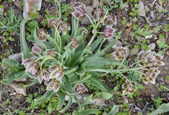 Fritillaria purdyi