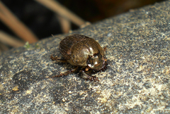 Onthophagus rectecornutus