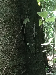 Anolis vittigerus