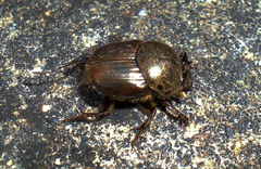 Onthophagus rectecornutus