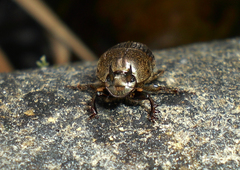 Onthophagus rectecornutus