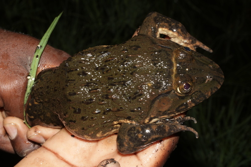Crowned Bullfrog, Hoplobatrachus occipitalis