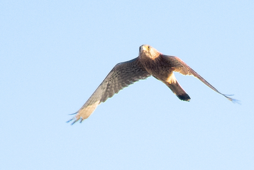 Eurasian Kestrel