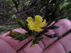 Hypericum strictum