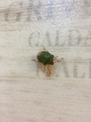 Palomena prasina