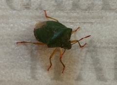 Palomena prasina