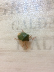 Palomena prasina