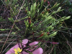 Hypericum strictum