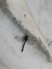 Arigomphus villosipes