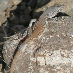 Bill's Sand Lizard photo 2