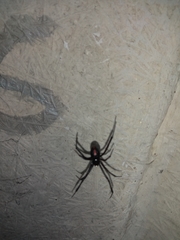 Latrodectus variolus