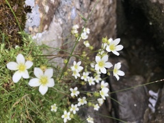 Saxifraga