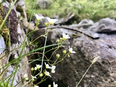 Saxifraga